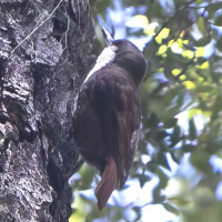 White-throated Treerunner